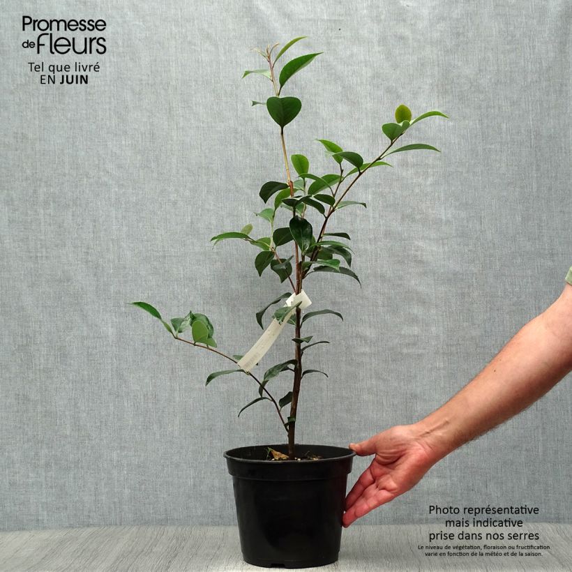 Spécimen de Camélia classique - Camellia Spring Daze Pot de 4L/5L tel que livré en été