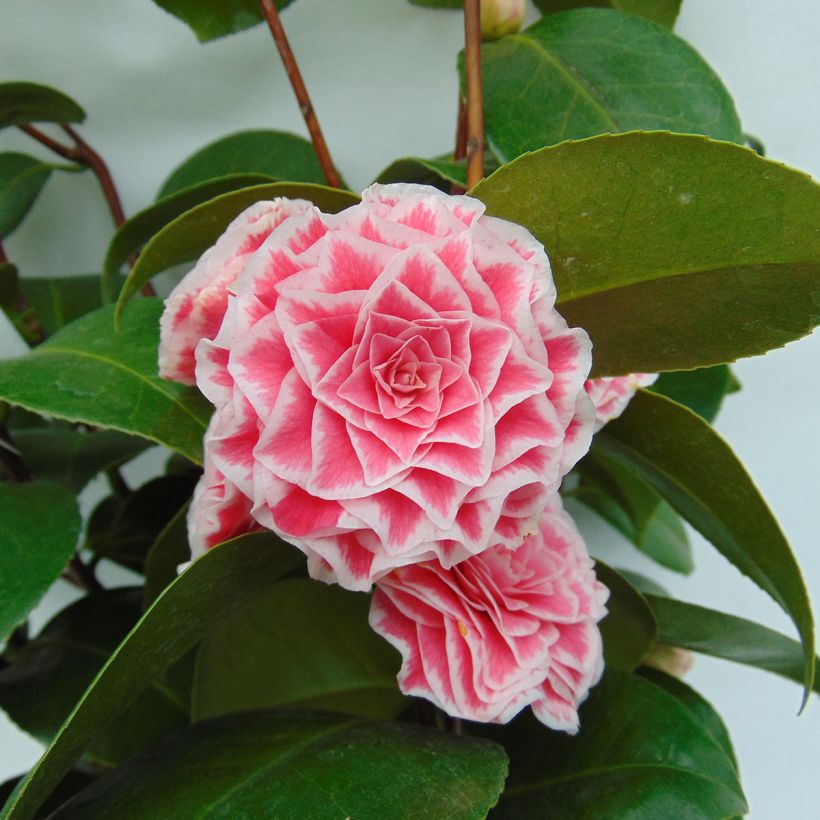 Camélia classique - Camellia Tom Pouce (Floraison)