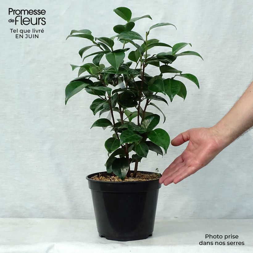 Spécimen de Camélia classique - Camellia Tom Pouce Pot de 4L/5L tel que livré en été