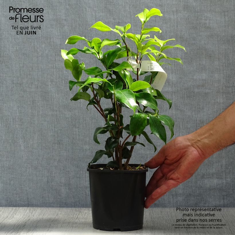 Spécimen de Camélia classique - Camellia Jurys Yellow Pot de 1,5L/2L tel que livré en été