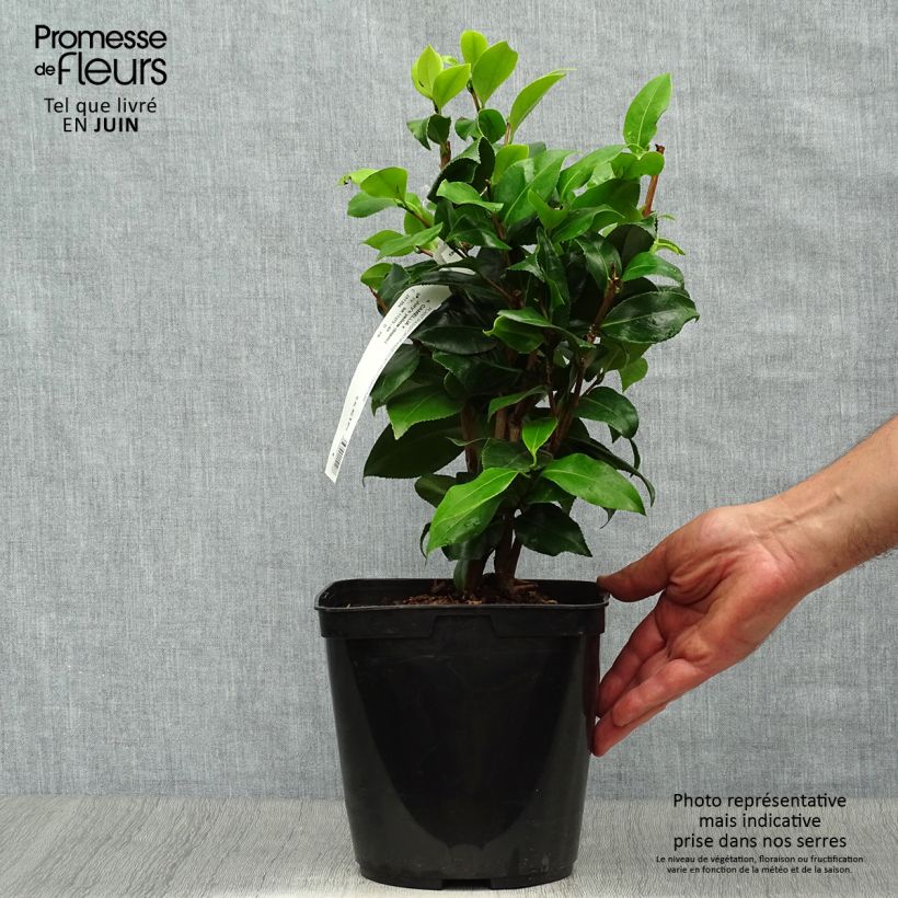 Spécimen de Camélia classique - Camellia Jurys Yellow Pot de 3L/4L tel que livré en été