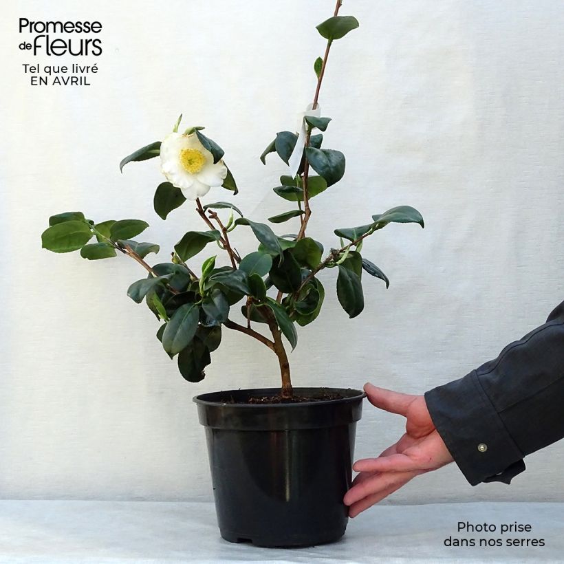 Spécimen de Camélia d'automne - Camellia sasanqua Fuji no Yuki Pot de 4L/5LHauteur livrée env. 40/50cm tel que livré au printemps