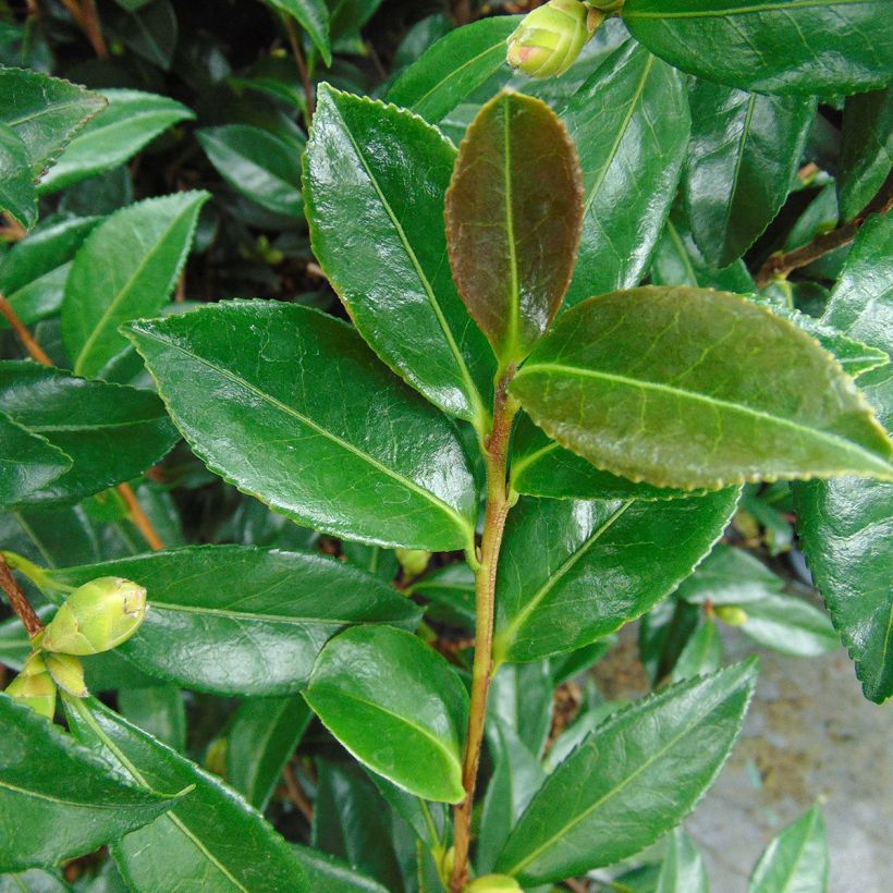 Camélia d'automne - Camellia sasanqua Early Pearly (Feuillage)