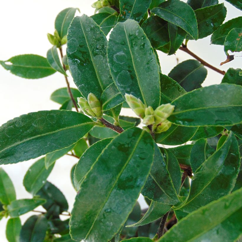 Camelia d'automne - Camellia sasanqua Frosted Star (Feuillage)