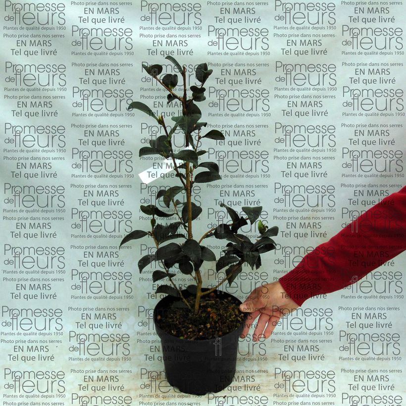 Exemple de spécimen de Camélia d'automne - Camellia sasanqua Gay Border C4 tel que livré