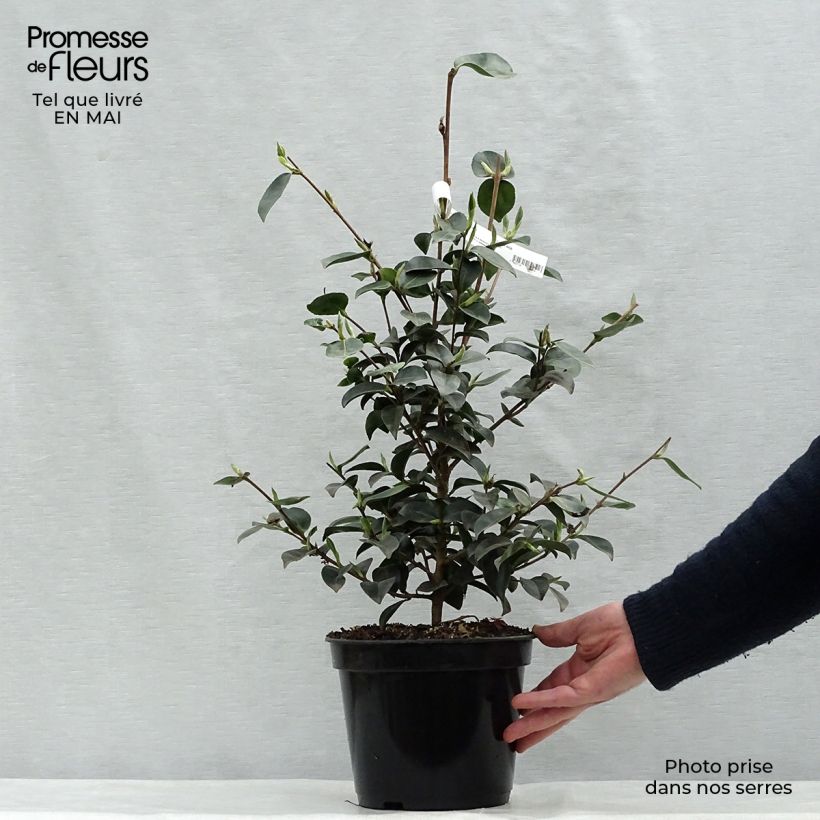 Spécimen de Camélia d'automne - Camellia sasanqua Plantation Pink Pot de 4L/5L tel que livré au printemps
