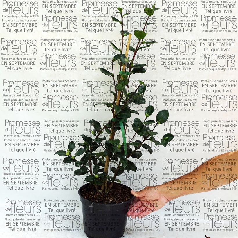 Exemple de spécimen de Camélia d'automne - Camellia sasanqua Sekiyo tel que livré