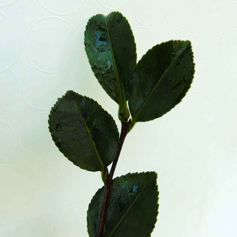 Camélia d'automne - Camellia sasanqua Setsugekka (Feuillage)
