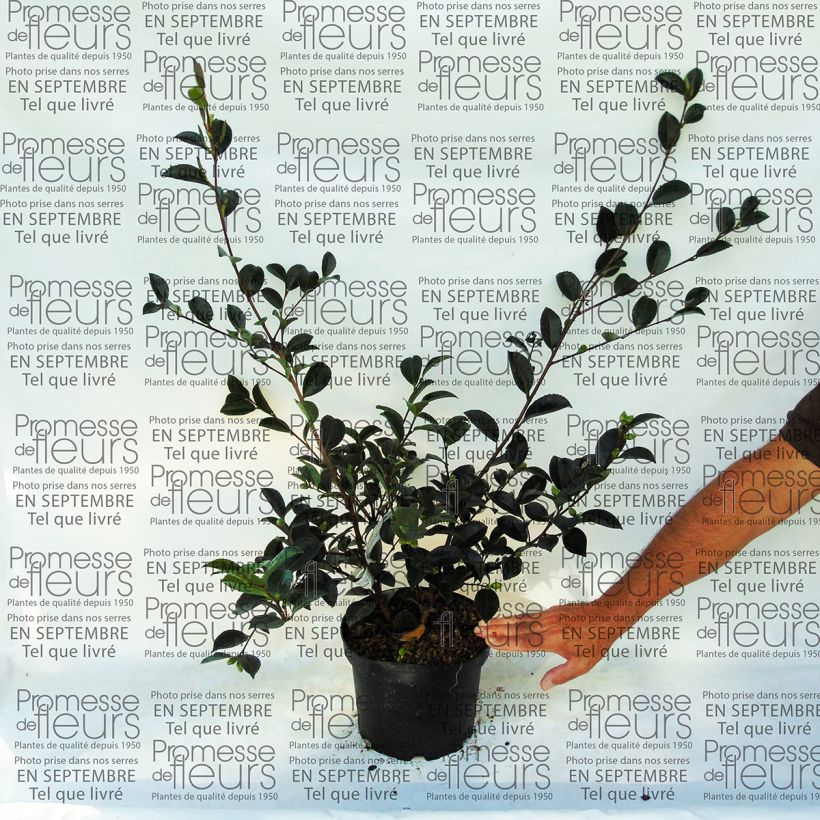 Exemple de spécimen de Camélia d'automne - Camellia sasanqua Setsugekka tel que livré