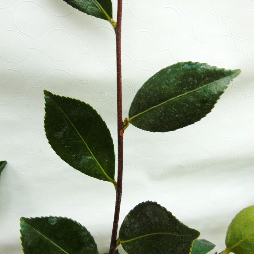 Camélia d automne - Camellia sasanqua Showa no Sakae (Feuillage)