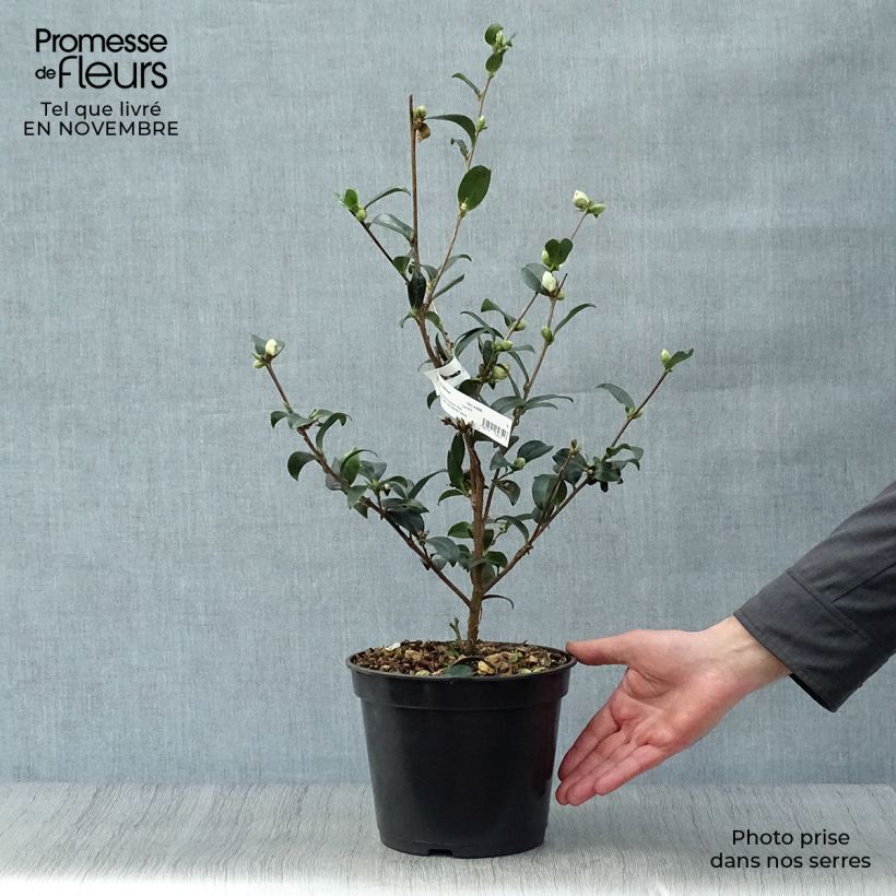 Spécimen de Camélia d'automne - Camellia sasanqua Survivor Pot de 4L/5L tel que livré en automne