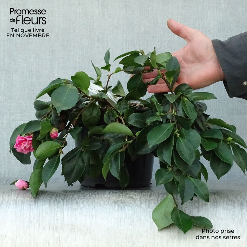 Spécimen de Camélia d'automne - Camellia sasanqua Waterfall Pink Pot de 4L/5L tel que livré en automne