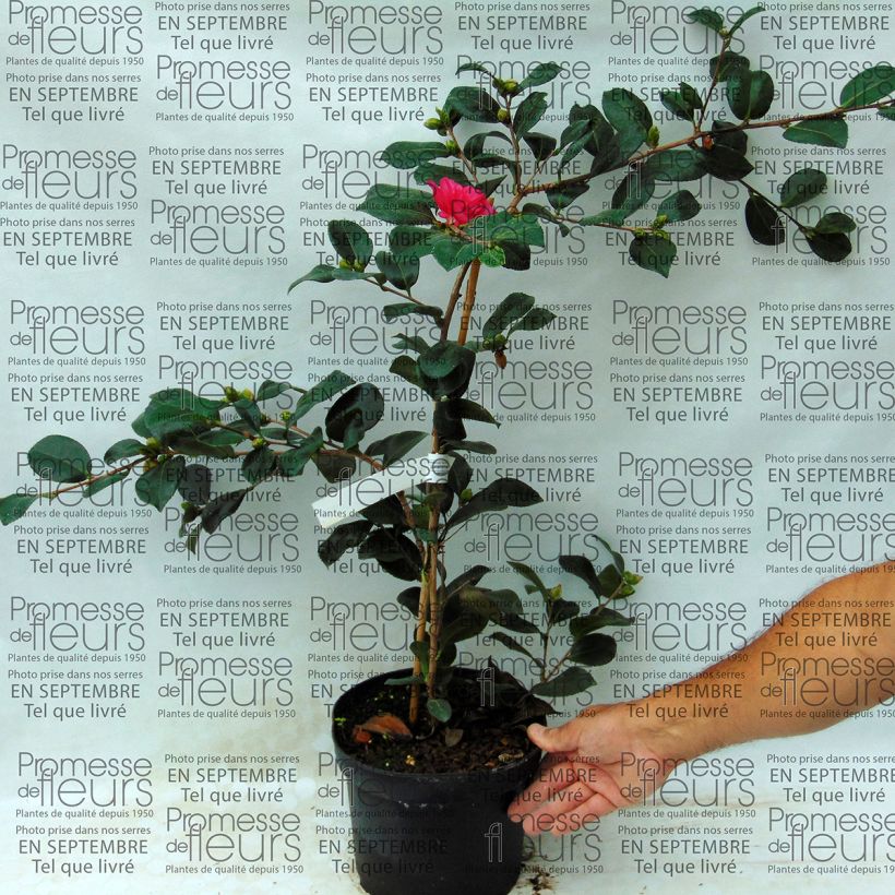 Spécimen de Camelia d'automne - Camellia x hiemalis Bonanza  tel que livré en printemps