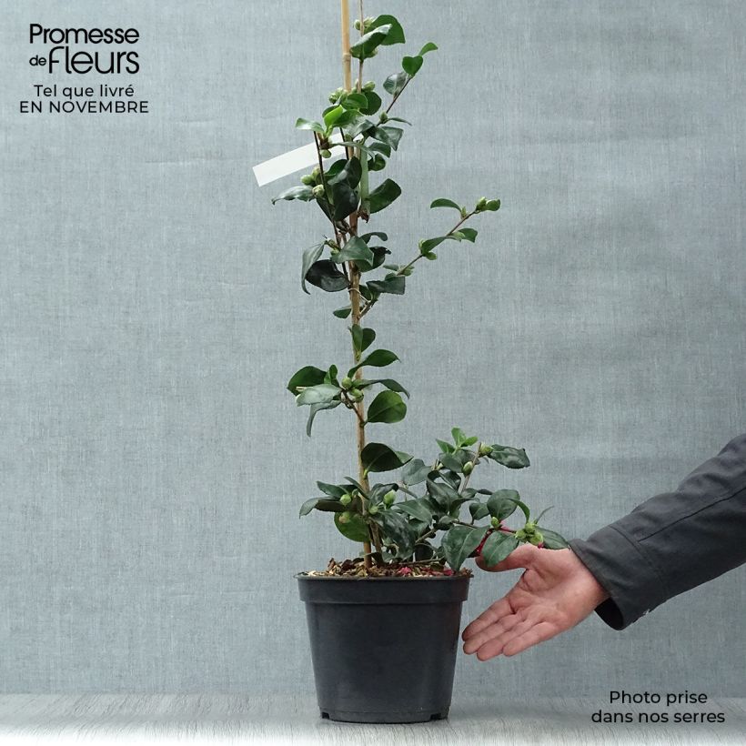 Spécimen de Camelia d'automne - Camellia x hiemalis Bonanza  Pot de 3L/4L tel que livré en automne