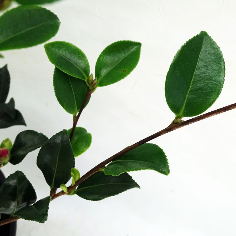 Camélia d'automne Versicolor - Camellia sasanqua  (Feuillage)