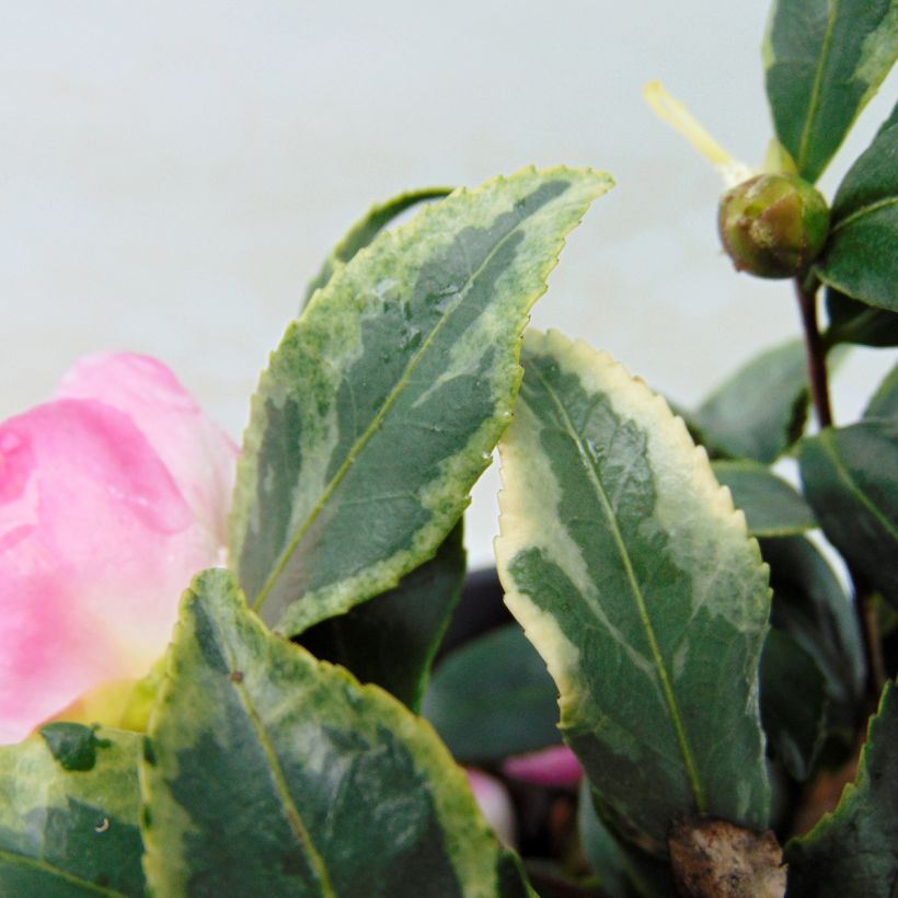 Camélia d'automne panaché - Camelia sasanqua Variegata  (Feuillage)