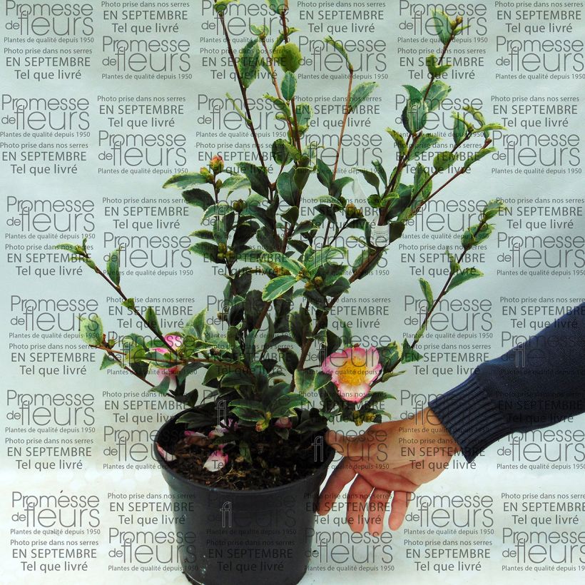 Exemple de spécimen de Camélia d'automne panaché - Camelia sasanqua Variegata  tel que livré