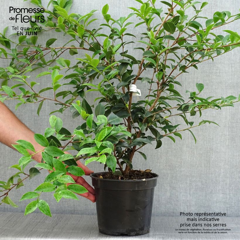 Spécimen de Camélia d'automne - Camellia sasanqua Fuji no Yuki Pot de 4L/5L tel que livré en été