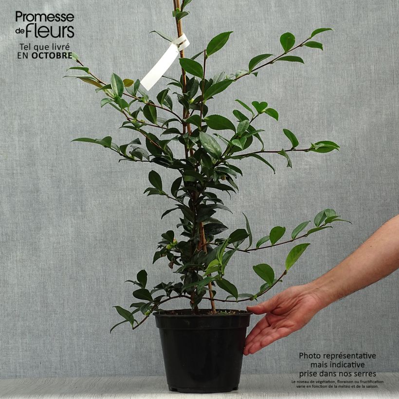 Spécimen de Camélia d'automne - Camellia sasanqua Early Pearly Pot de 4L/5L tel que livré en automne