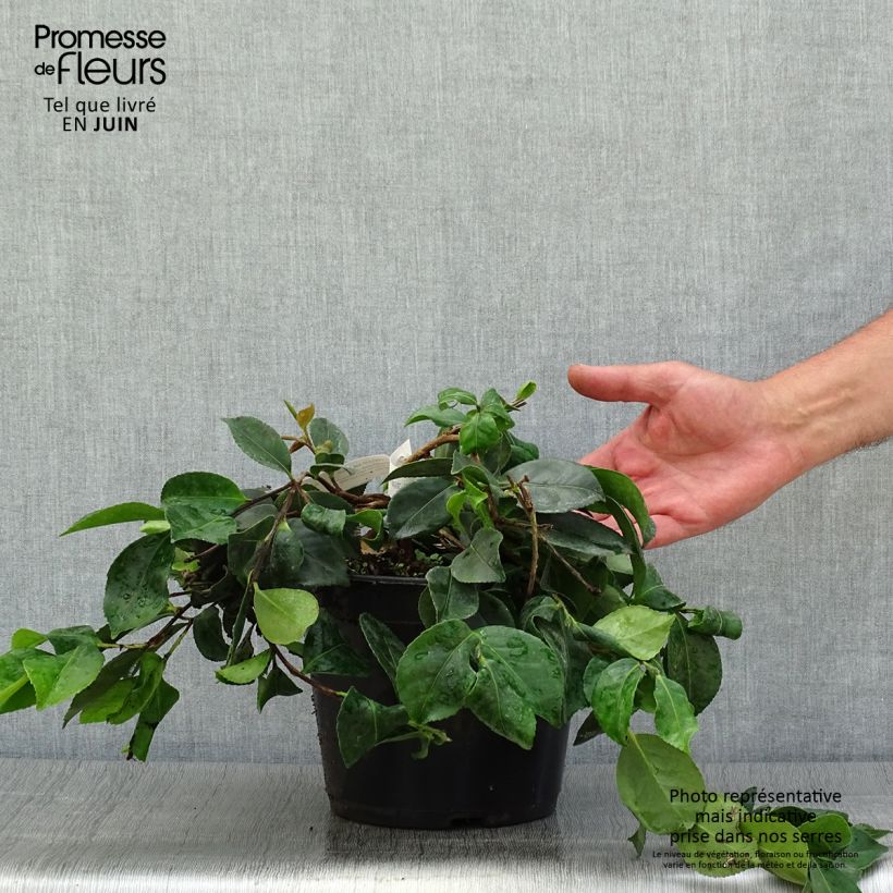 Spécimen de Camélia d'automne - Camellia sasanqua Waterfall Pink Pot de 4L/5L tel que livré en été