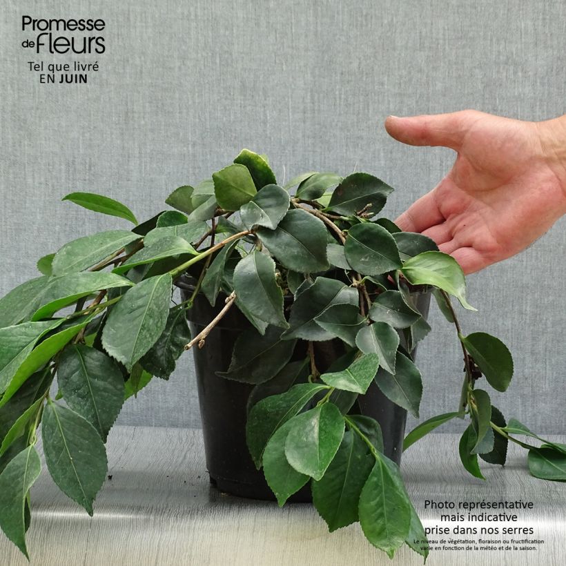 Spécimen de Camélia d'automne - Camellia sasanqua Waterfall White Pot de 4L/5L tel que livré en été