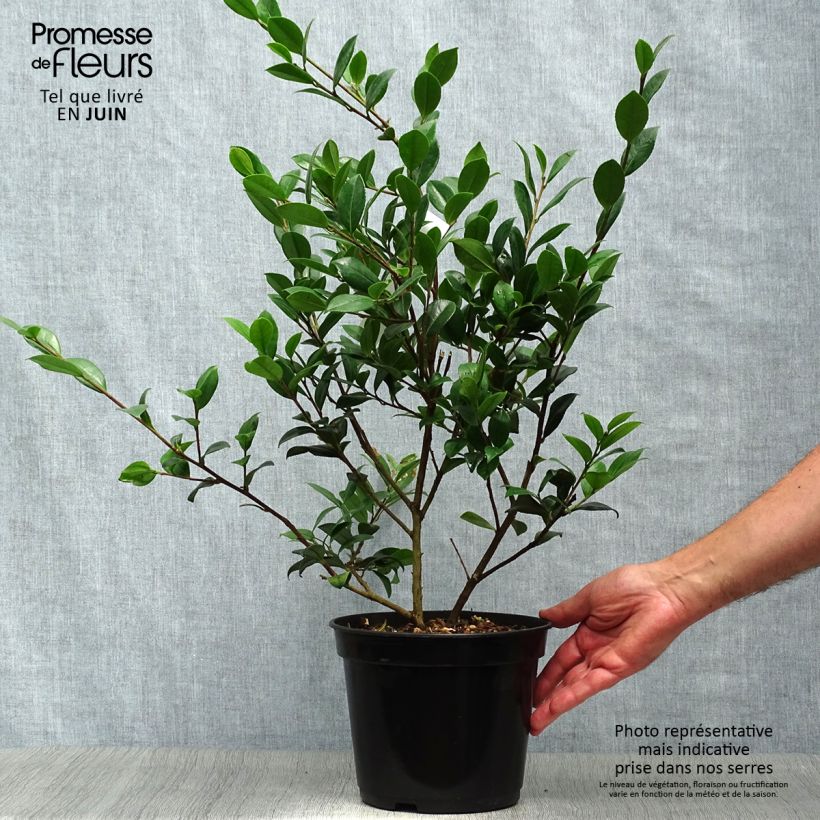 Spécimen de Camélia d'automne - Camellia sasanqua Yuletide Pot de 4L/5L tel que livré en été