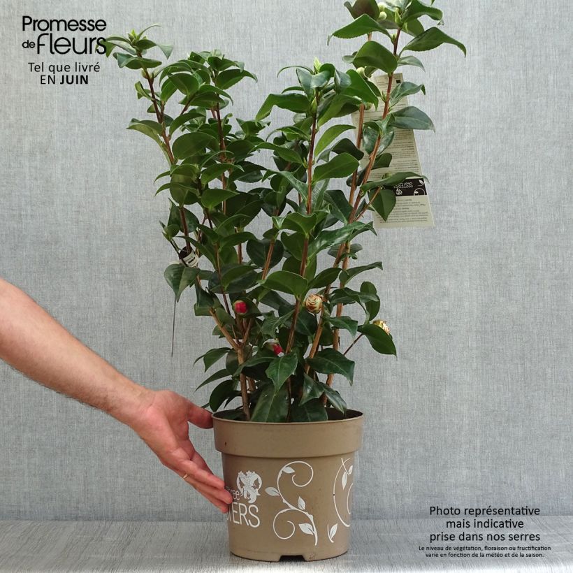 Spécimen de Camélia du Japon - Camellia Three Sisters  Pot de 6L/7L tel que livré en été