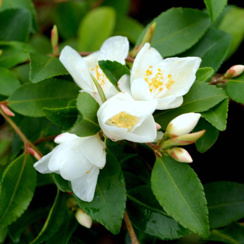 Camelia lutchuensis - Camellia botanique (Floraison)