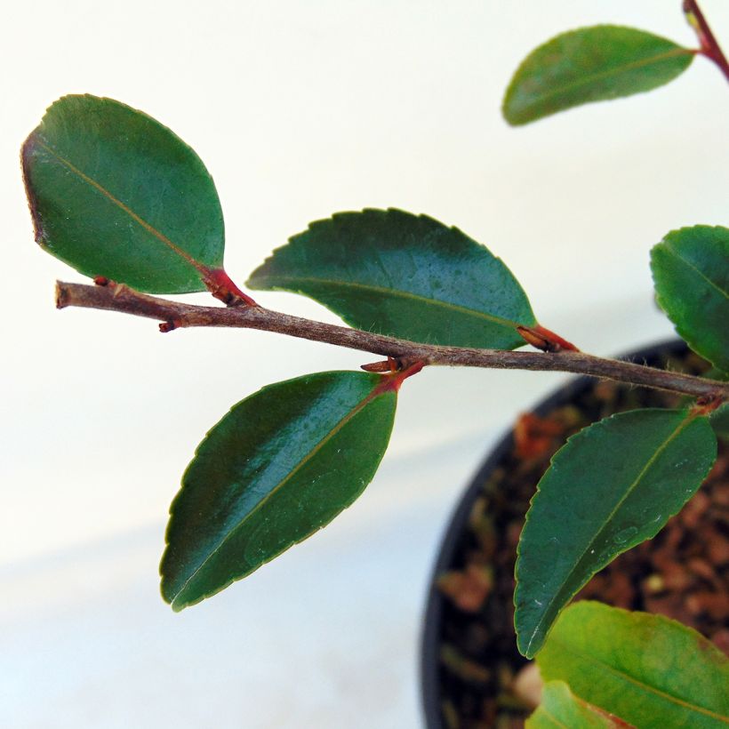 Camelia lutchuensis - Camellia botanique (Feuillage)