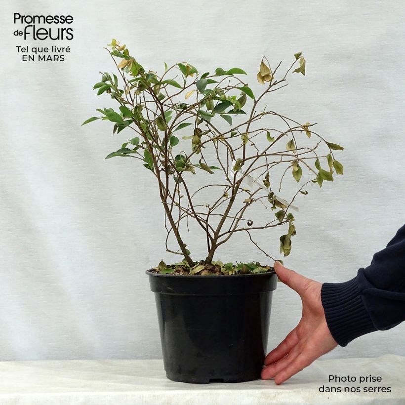 Spécimen de Camelia lutchuensis - Camellia botanique Pot de 4L/5L tel que livré au printemps