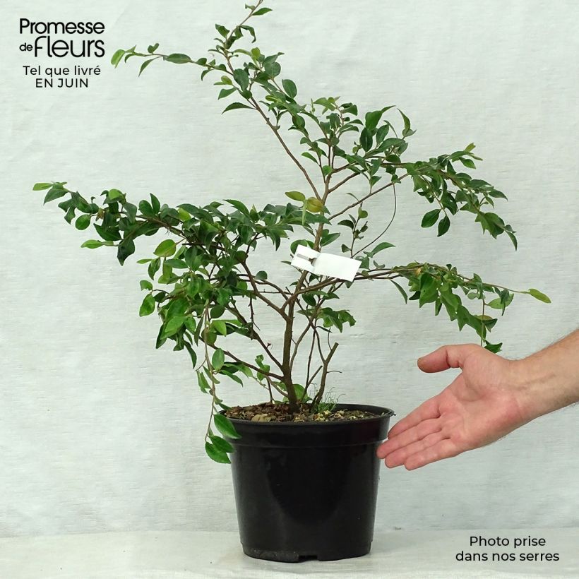 Spécimen de Camelia lutchuensis - Camellia botanique Pot de 4L/5L tel que livré en été