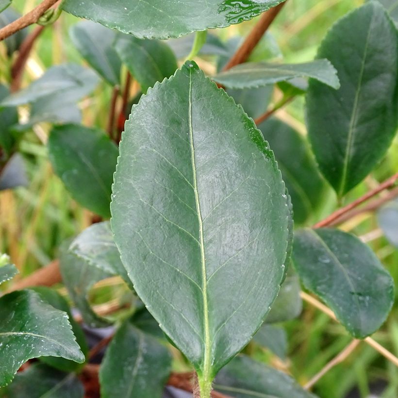 Camélia d'automne - Camellia sasanqua Cleopatra (Feuillage)