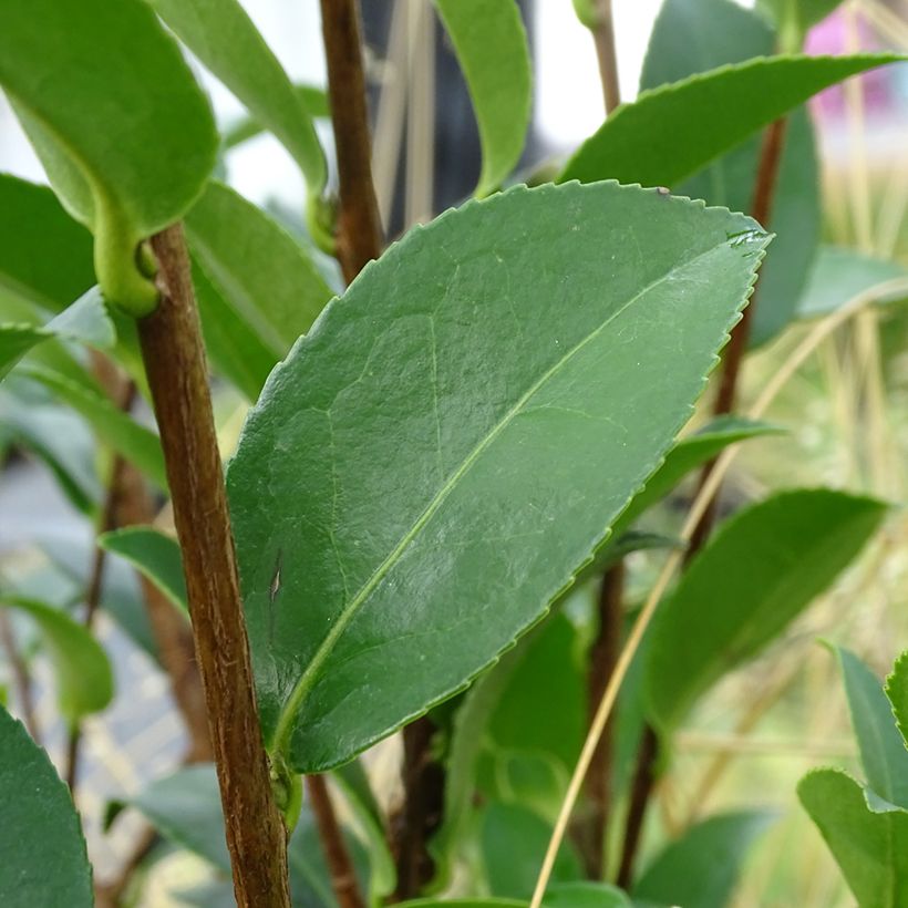 Camélia d'automne - Camellia sasanqua Kanjiro (Feuillage)