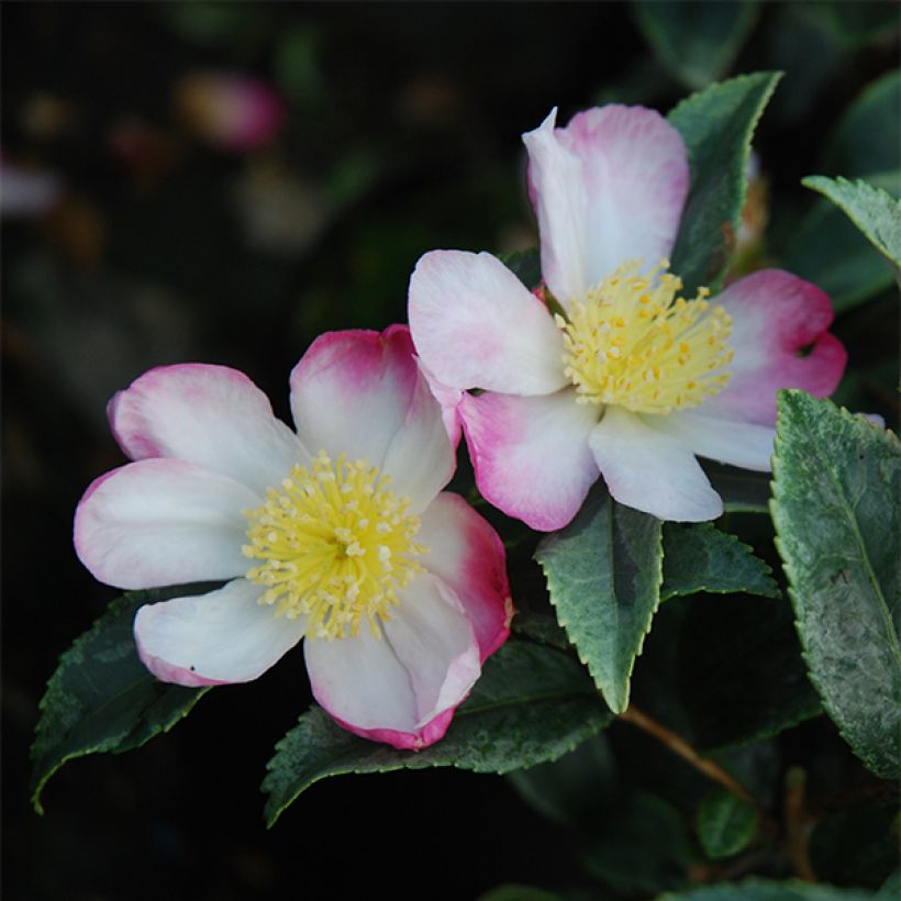 Camélia d'automne panaché - Camelia sasanqua Variegata  (Floraison)