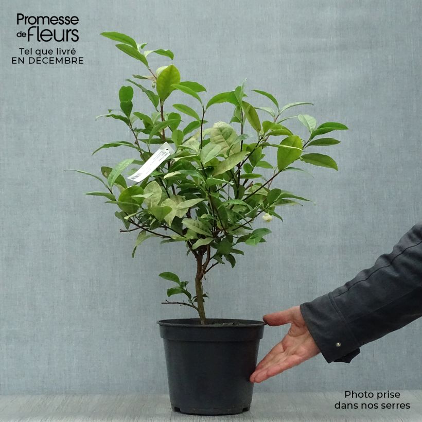 Spécimen de Camélia sinensis - Théier tel que livré en hiver