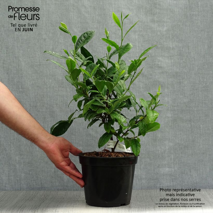 Spécimen de Camélia sinensis - Théier Pot de 4L/5L tel que livré en été