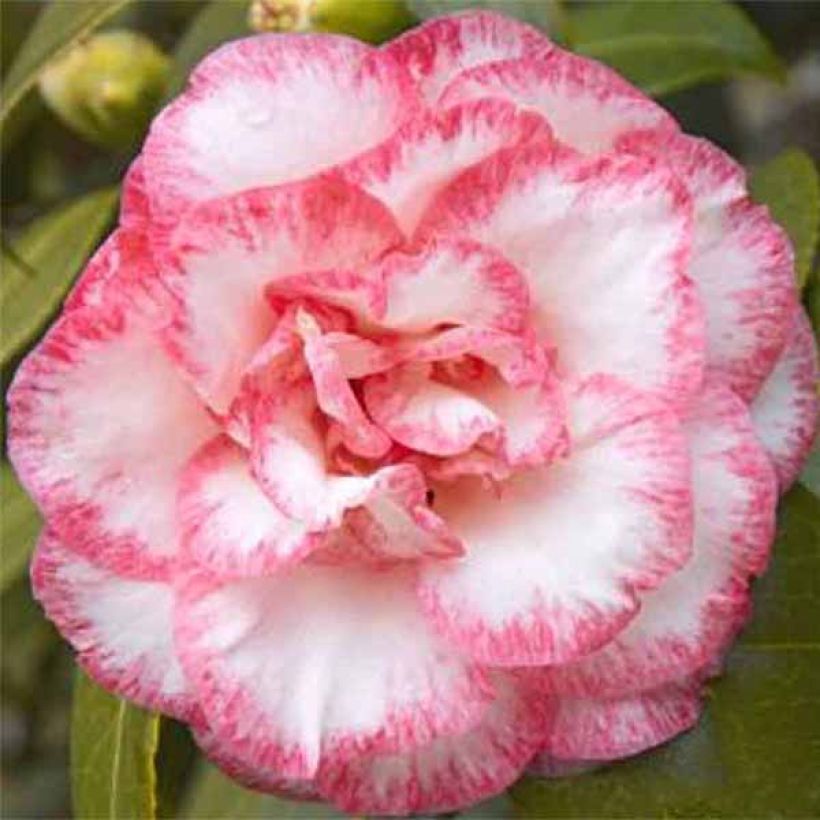 Camellia Betty's Beauty - Camélia classique (Floraison)