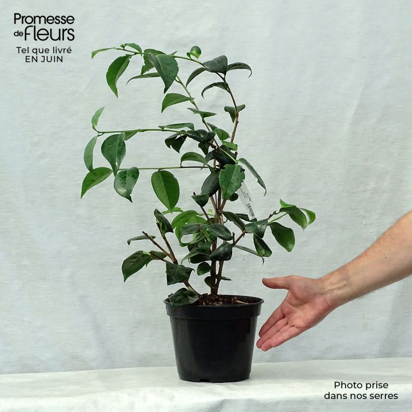Spécimen de Camellia Betty's Beauty - Camélia classique Pot de 4L/5L tel que livré en été