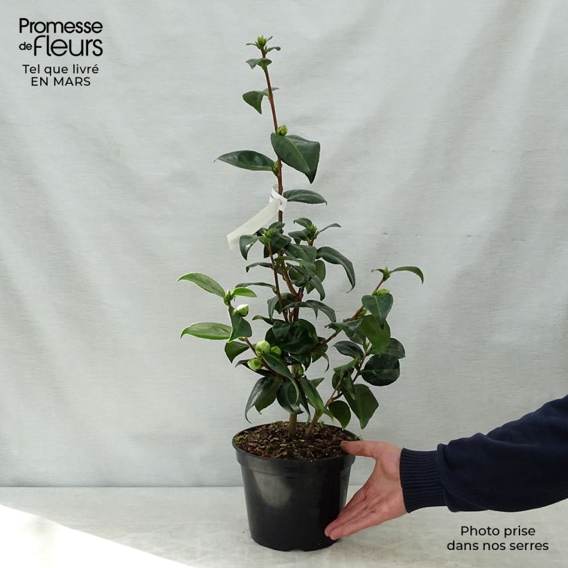 Spécimen de Camellia Betty's Beauty - Camélia classique Pot de 4L/5L tel que livré au printemps