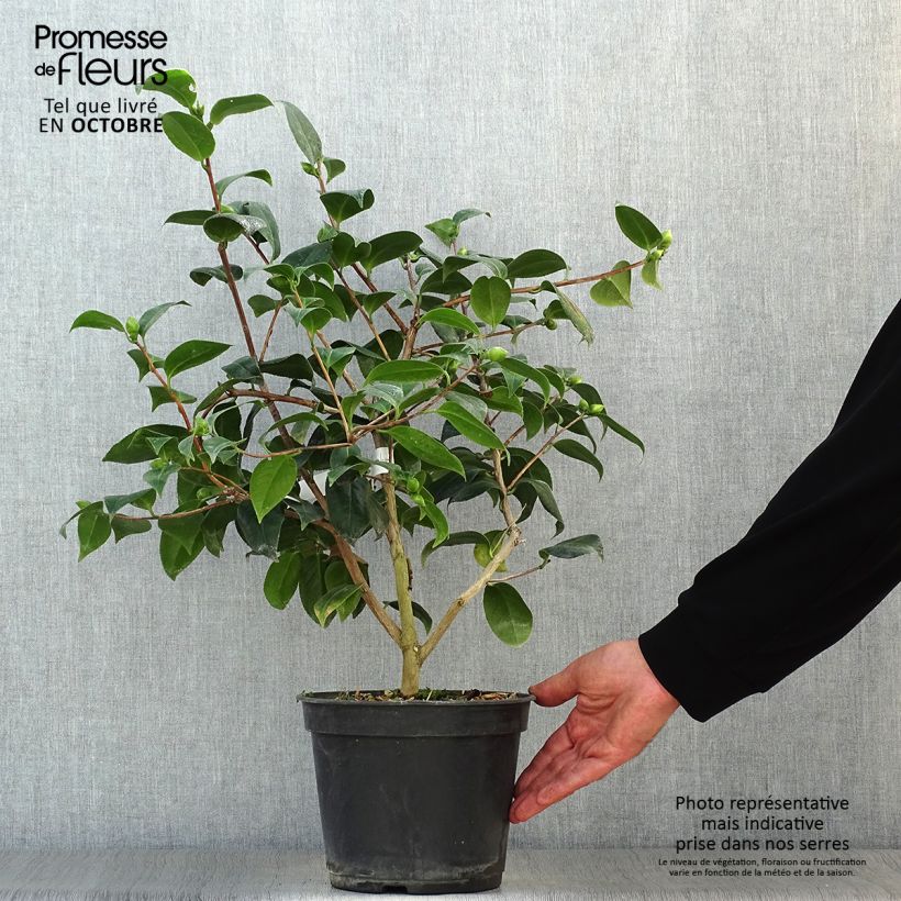 Spécimen de Camellia Betty's Beauty - Camélia classique Pot de 4L/5L tel que livré en automne