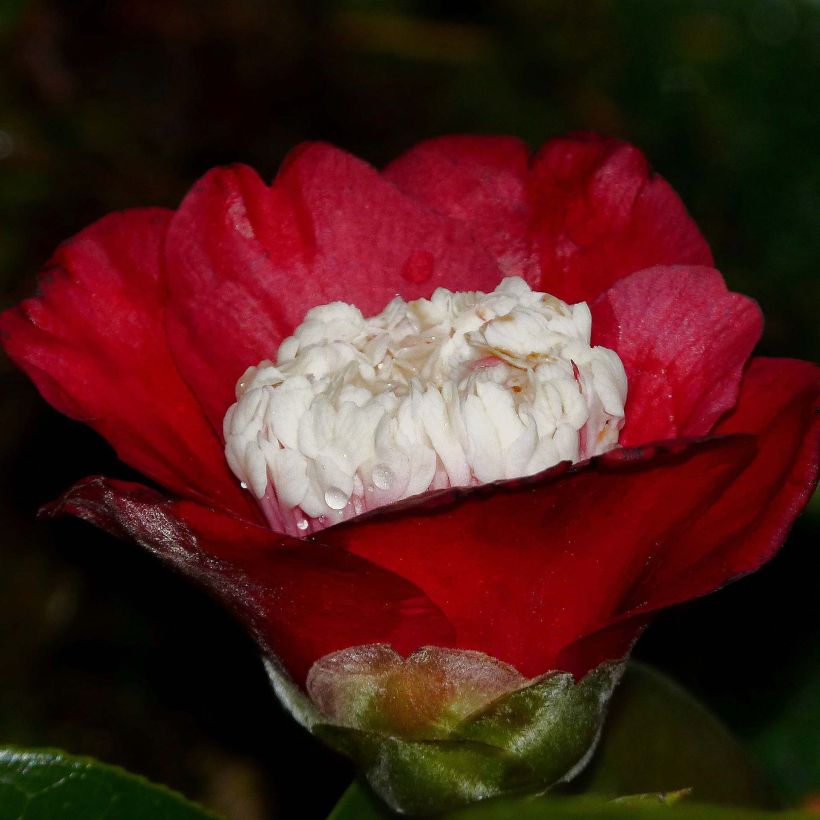 Camélia Bokuhan - Camellia japonica (Floraison)