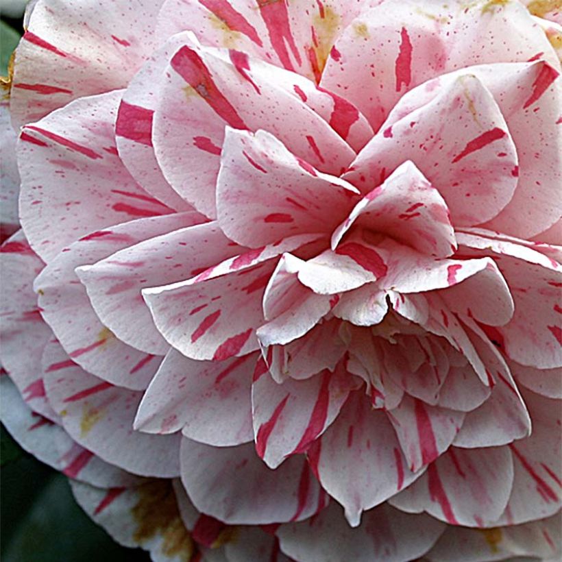 Camélia Bonomiana - Camellia japonica (Floraison)