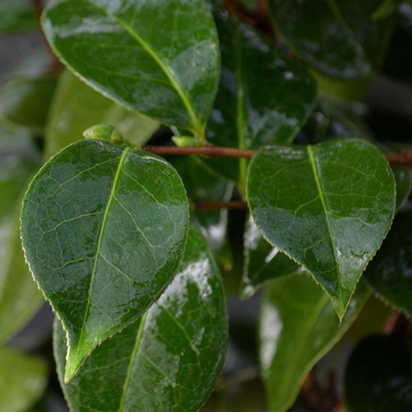 Camélia classique - Camellia Botanyuki (Feuillage)