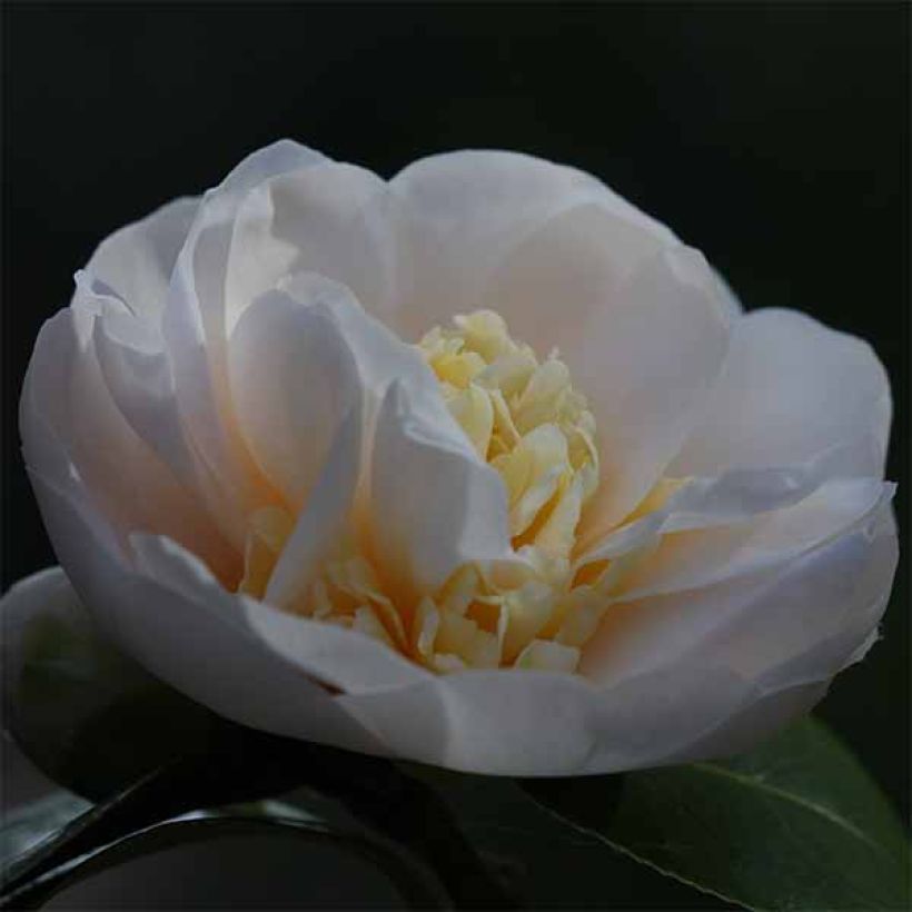 Camélia classique - Camellia Botanyuki (Floraison)