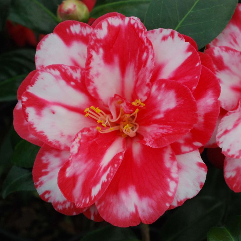 Camélia Donckelarii - Camellia japonica (Floraison)