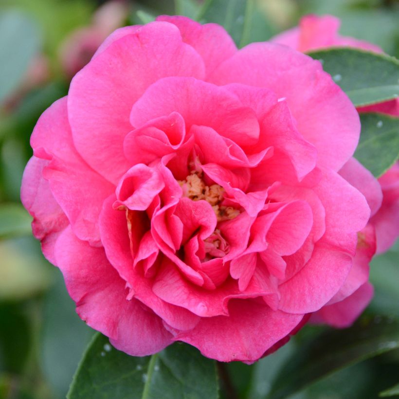 Camelia Fiesta Grande - Camellia (x) reticulata (Floraison)