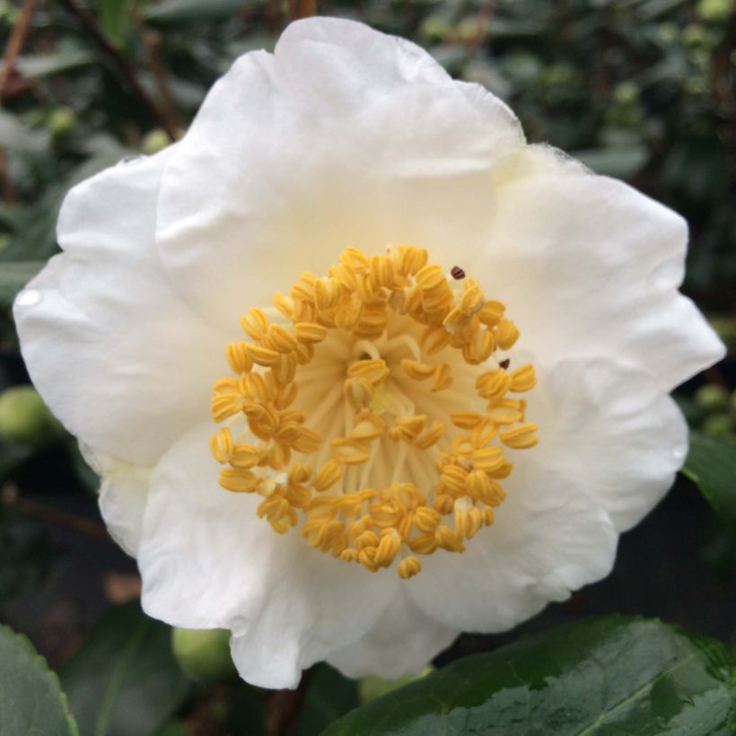 Camelia Fuji - Camellia japonica de Higo (Floraison)