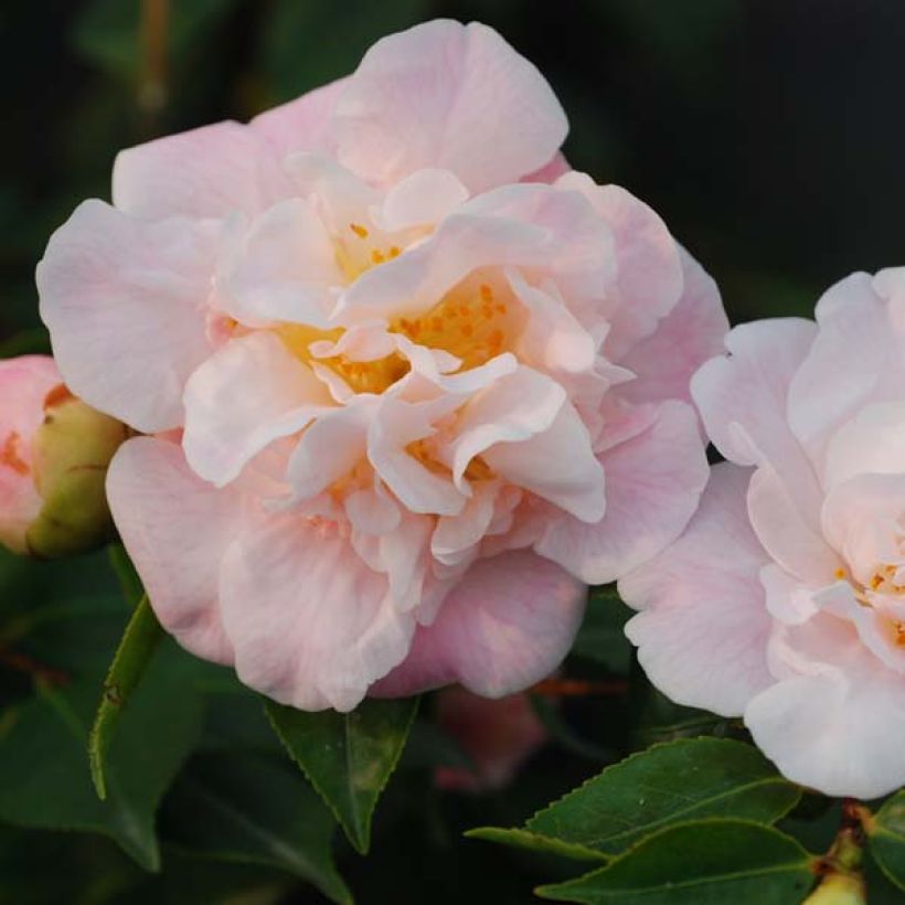 Camélia champêtre - Camellia High Fragrance (Floraison)