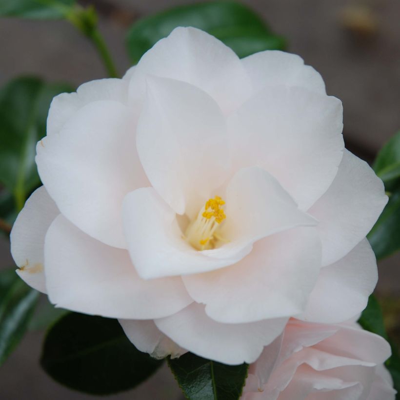 Camélia Hagoromo - Camellia japonica (Floraison)