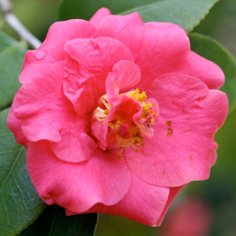 Camélia Lady Campbell - Camellia japonica (Floraison)